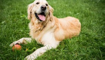 Dog-Friendly Living