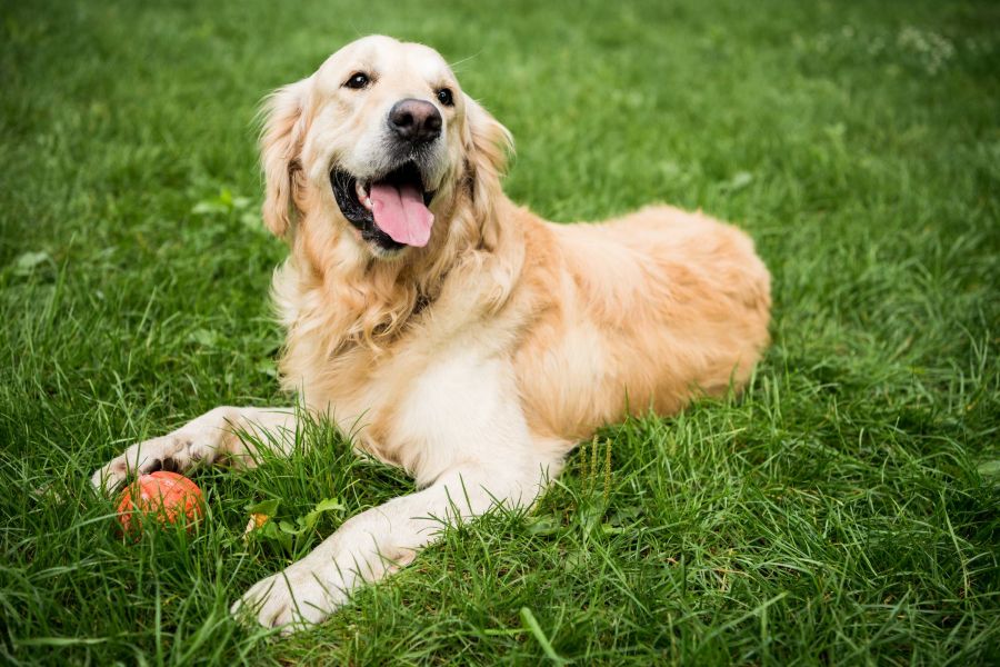 Attain at Towne Centre apartment homes with Golden retriever lying on green grass with its tongue out, next to an orange ball.